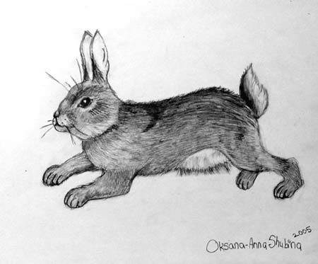 Rabbit