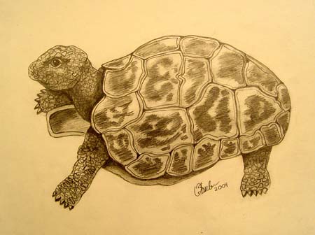 Turtle