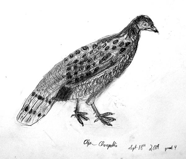 Bird