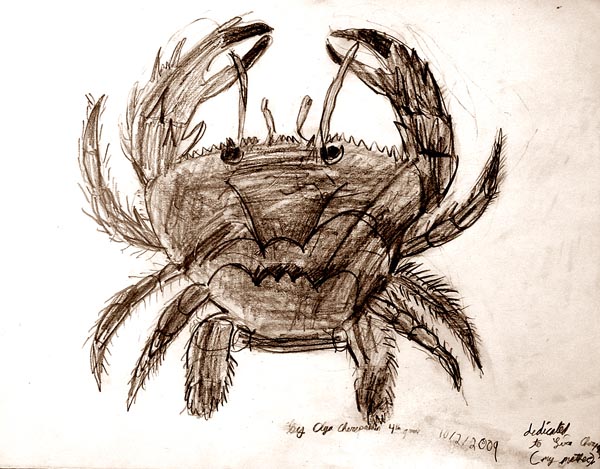 Crab