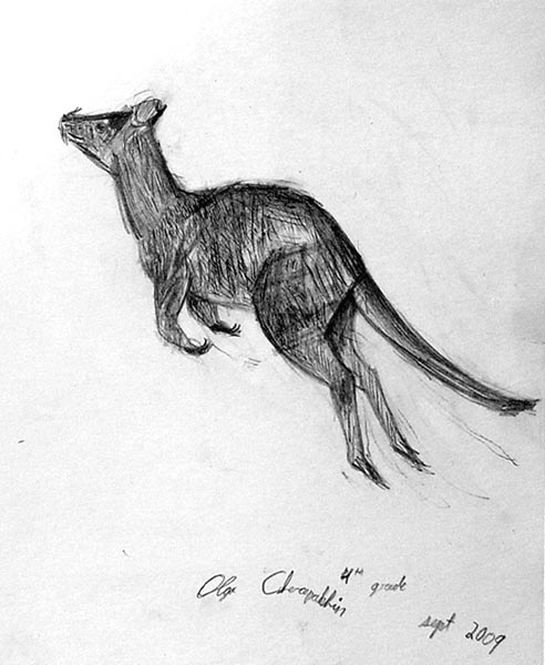Kangaroo