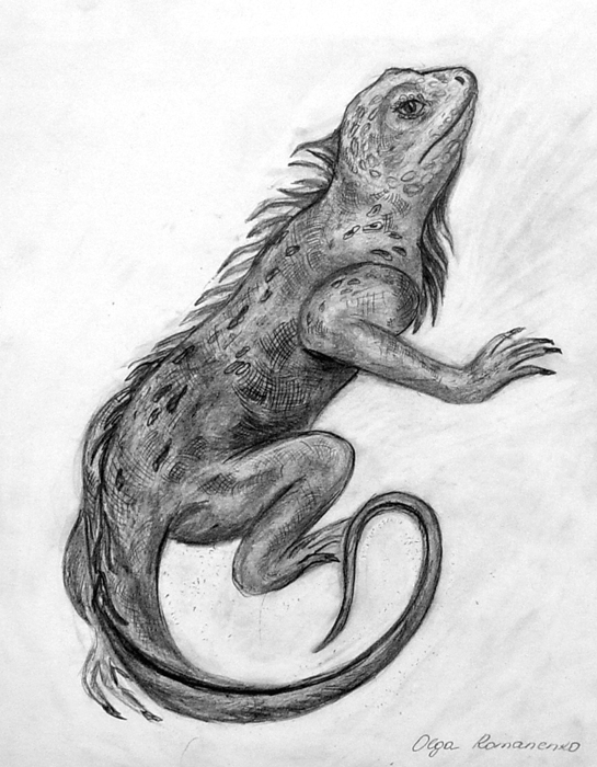 Lizard