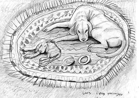 Dogs