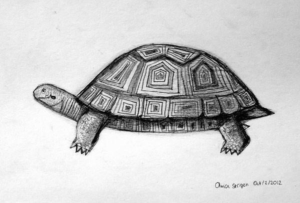 Turtle