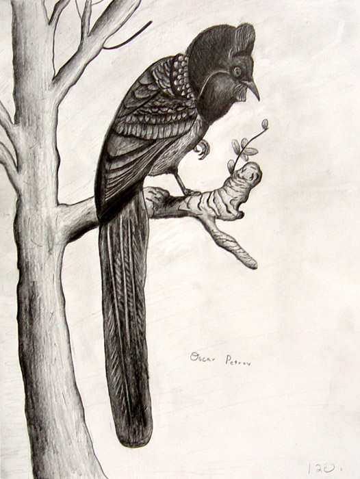 Bird