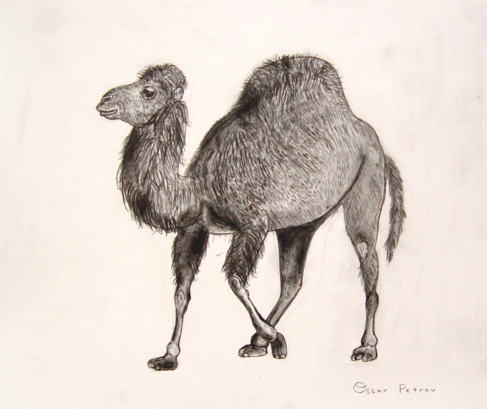 Camel