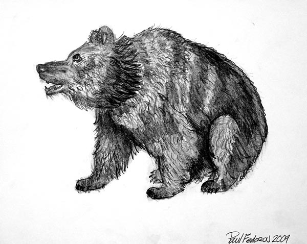 Bear