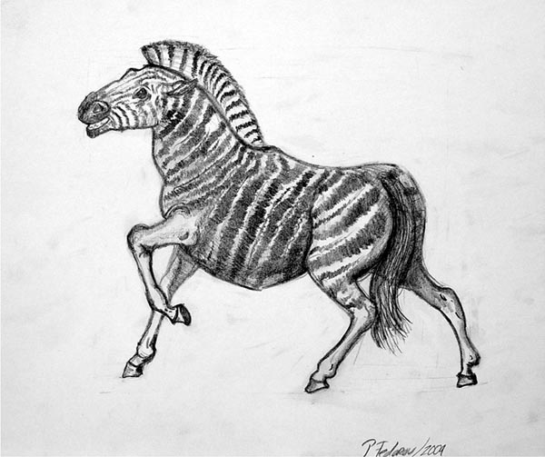 Zebra