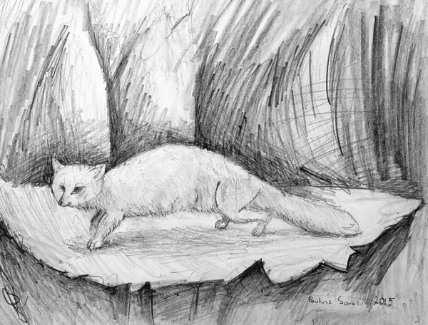 Fox