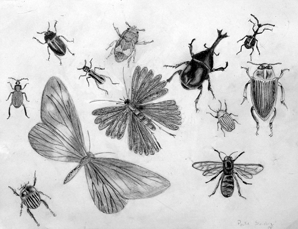Insects