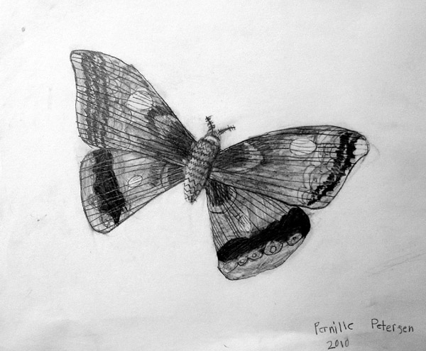 Butterfly