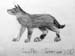 Volf