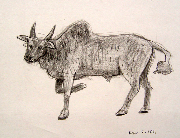 Bull