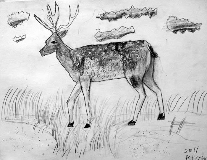 Deer