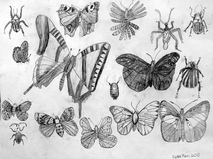 Insects