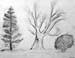 Trees