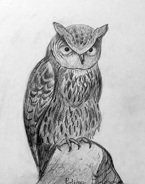 Owl
