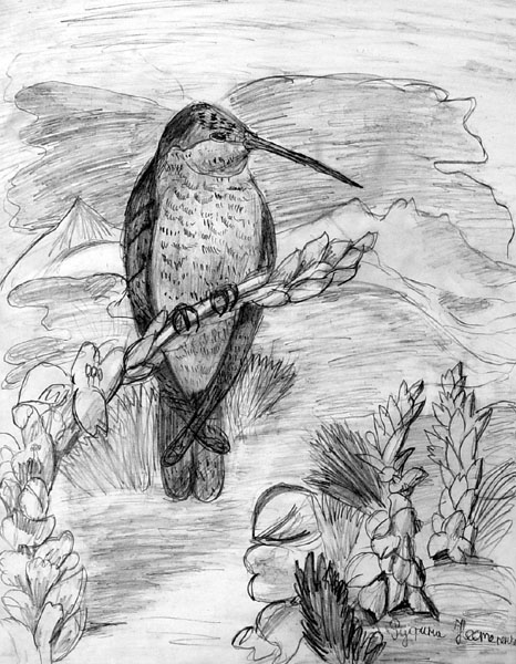 Bird