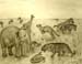 Animals_2