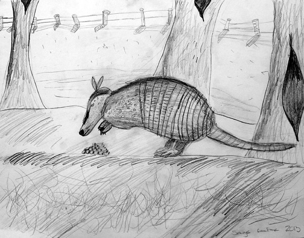 Armadillo
