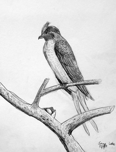 Bird