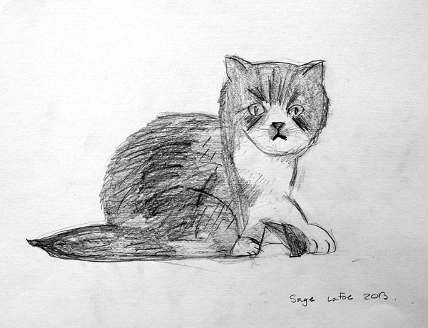 Cat