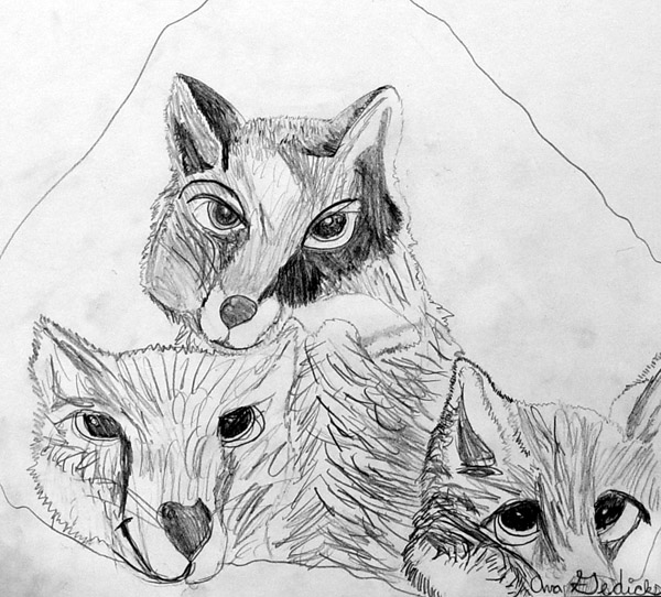 Foxes