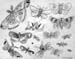 Insects