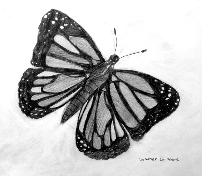 Butterfly