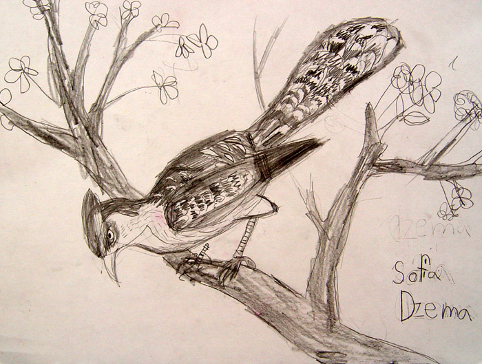 Bird_2
