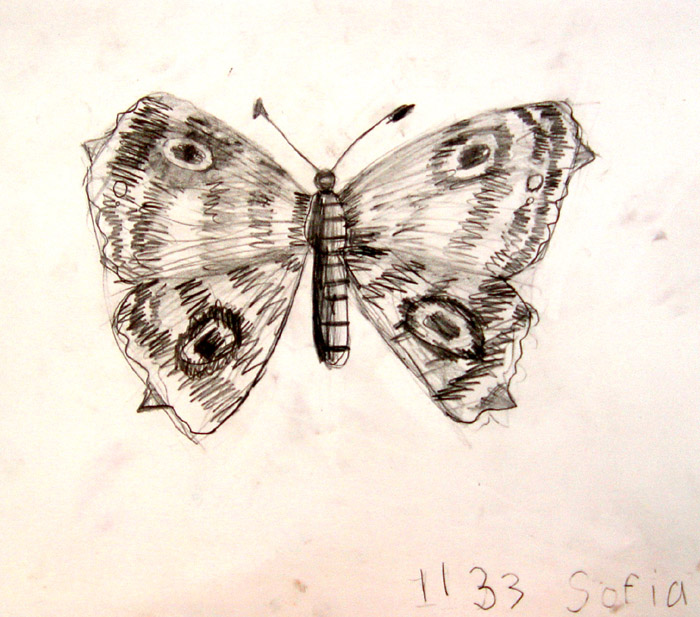 Butterfly_2