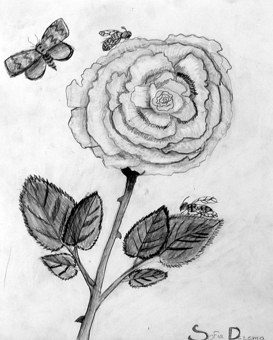 Flower