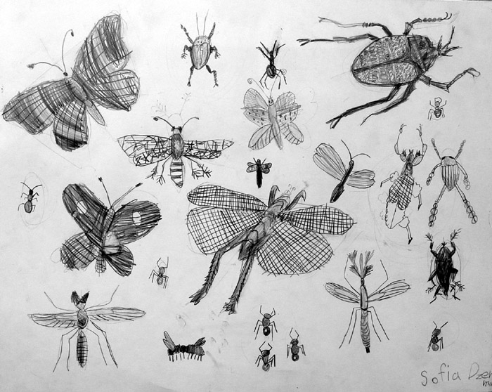 Insects_2