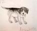 Dog_2