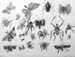 Insects