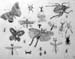 Insects_2