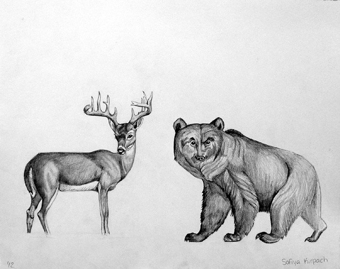 Animals