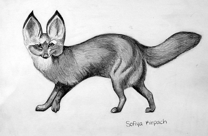 Fox
