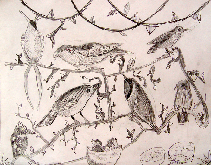 Birds