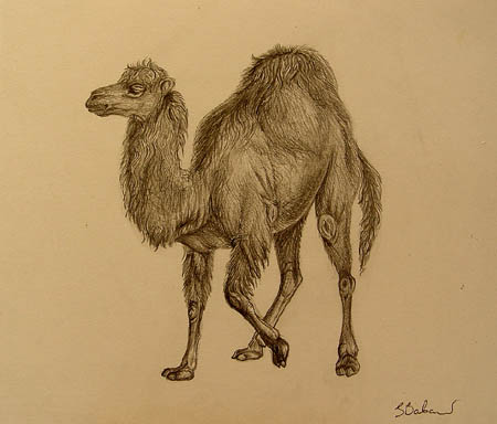 Camel