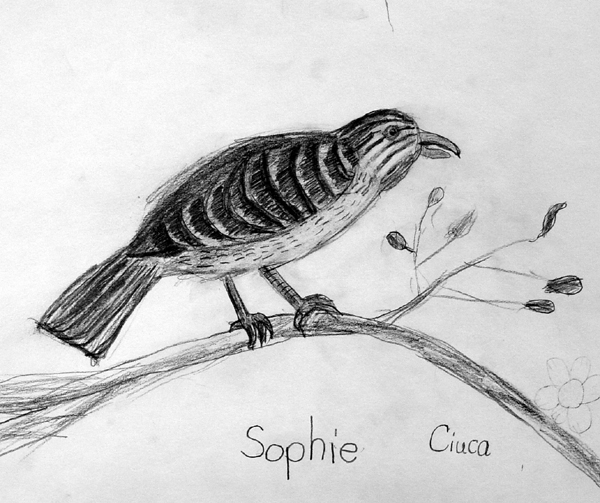 Bird
