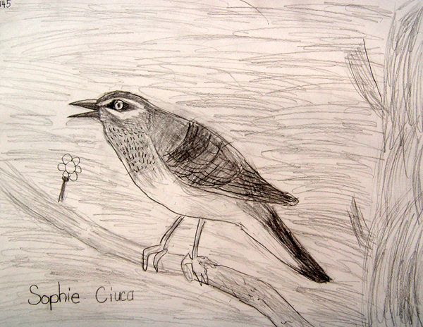 Bird_2