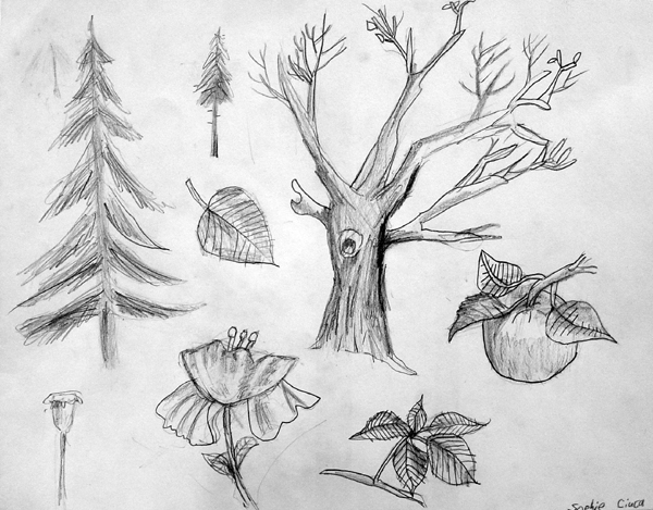 Scetches