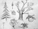 Scetches