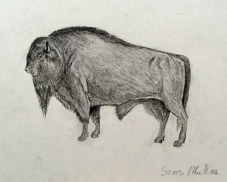 Bull