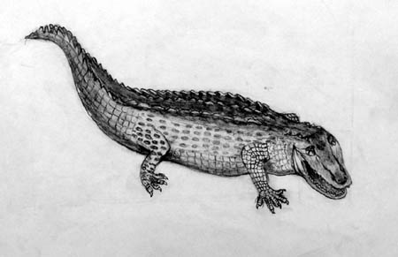 Crocodile