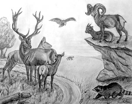 Wild_life_(composition)