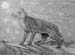 Volf