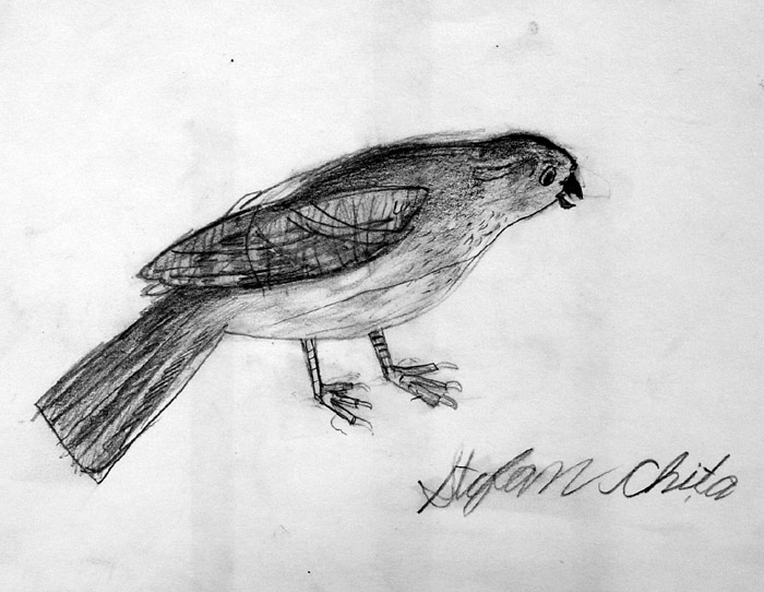 Bird