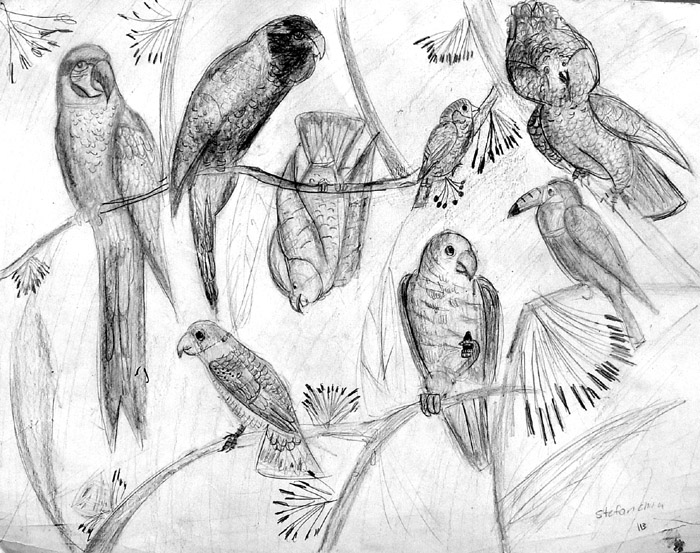 Birds_2